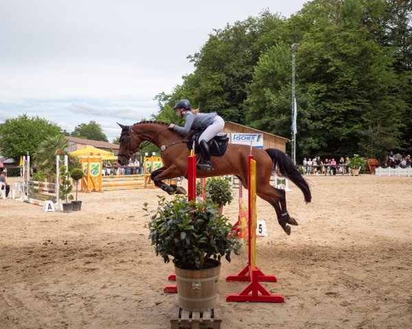 jumper Hawi Jabari (Oldenburg show jumper, 2016, from Hermes de Lux)