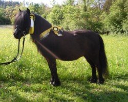 broodmare Melaina end of Clair van Kairos (Shetland Pony, 2018)