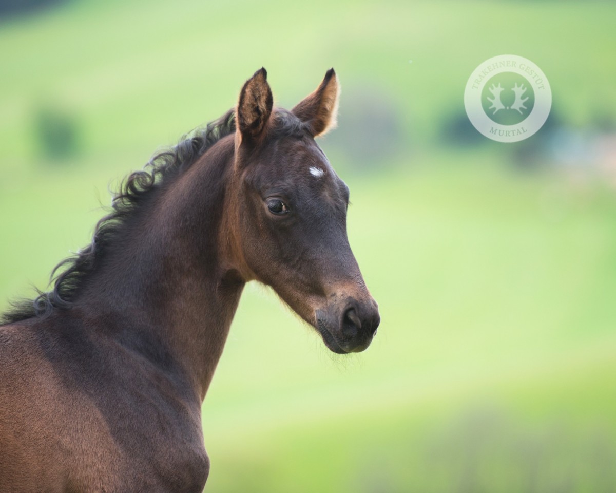 dressage horse Palisander (Trakehner, 2024, from Gaspard 10)