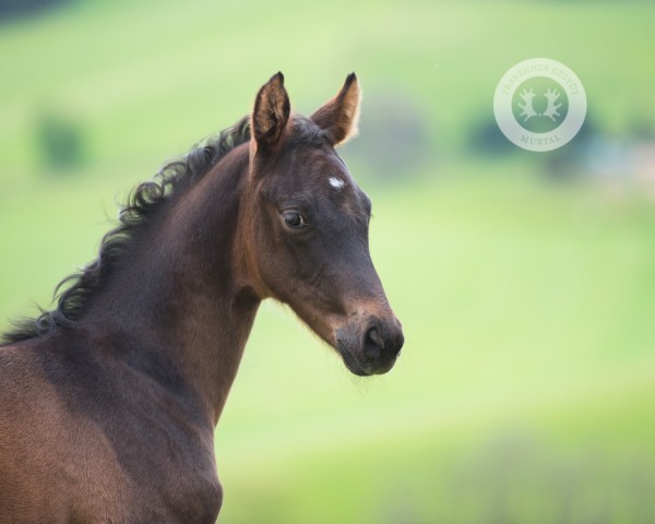 foal by Palisander (Trakehner, 2024, from Gaspard 10)