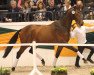 dressage horse Donaumond (Trakehner, 2014, from Herbstkönig 2)