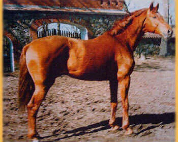 stallion Premium (Hanoverian, 1989, from Pinkus)