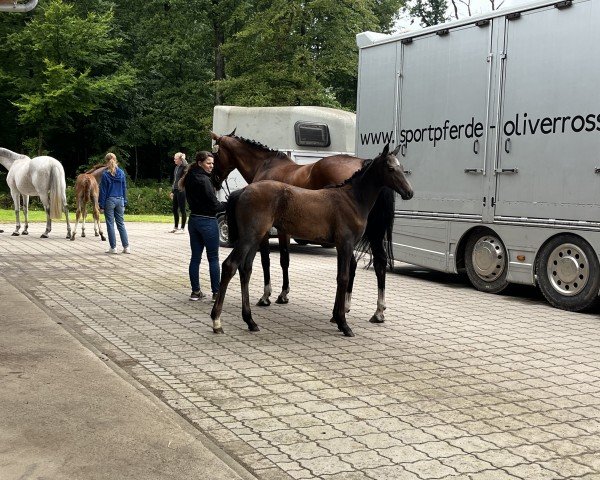 Fohlen von Cimona KS (Hannoveraner, 2024, von Chacoon Blue)