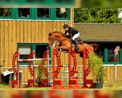 jumper Pina Gold (Hanoverian, 2011, from Perigueux)