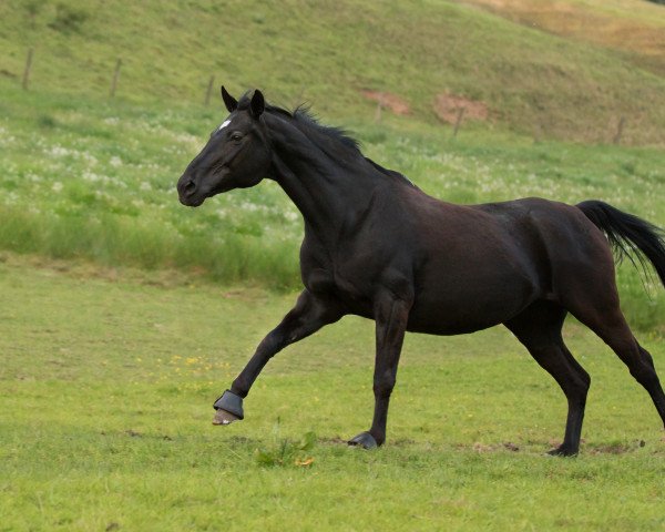 horse Ratafia 3 (Great Poland (wielkopolska), 1997, from Poll)