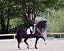 dressage horse Levito 15 (Westphalian, 2016, from Le Vivaldi)