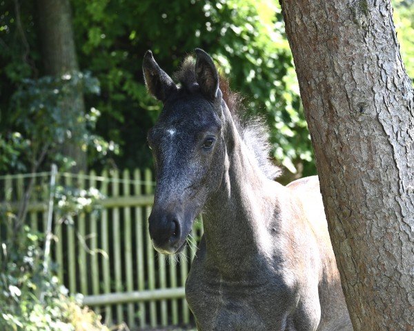 Fohlen von Ulysee Z (Zangersheide Reitpferd, 2024, von Urmel Junior)