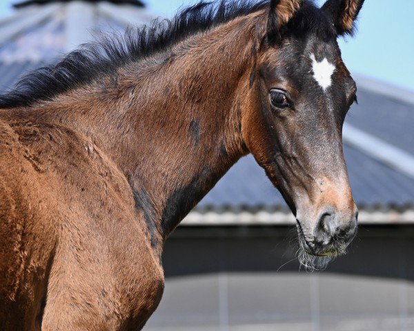 Springpferd Toronto Z (Zangersheide Reitpferd, 2023, von Toemme de Regor)