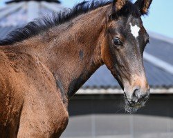 Springpferd Toronto Z (Zangersheide Reitpferd, 2023, von Toemme de Regor)