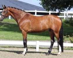 dressage horse Grand Discovery (Oldenburg, 2016, from Kastel's Grand Galaxy Win)