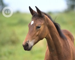 dressage horse Nachtliebchen (Trakehner, 2023, from Imperio 3)