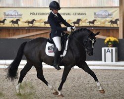 stallion Oosting Amigo (Dutch Pony, 2009, from Hagelkruis Valentijn)