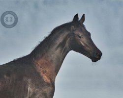 dressage horse Himbeergeist (Trakehner, 2023, from Ivanhoe)