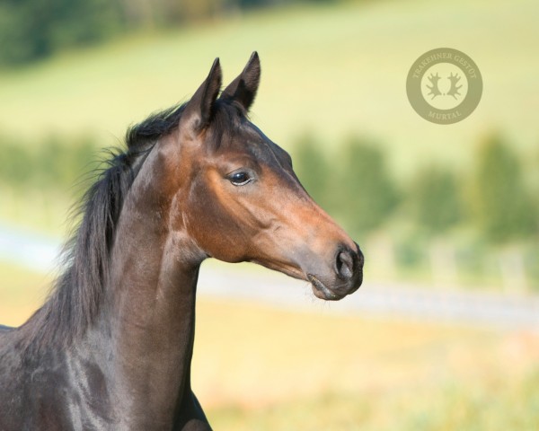 dressage horse Heritage (Trakehner, 2023, from Rauhreif)