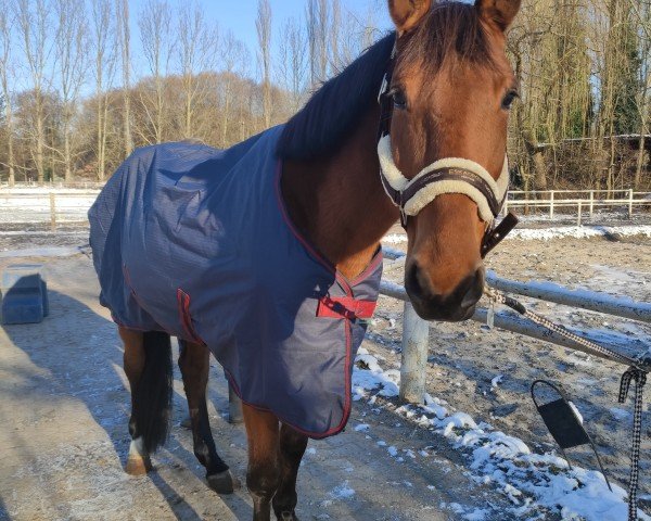 horse Chitana blue (polish noble half-breed, 2014)