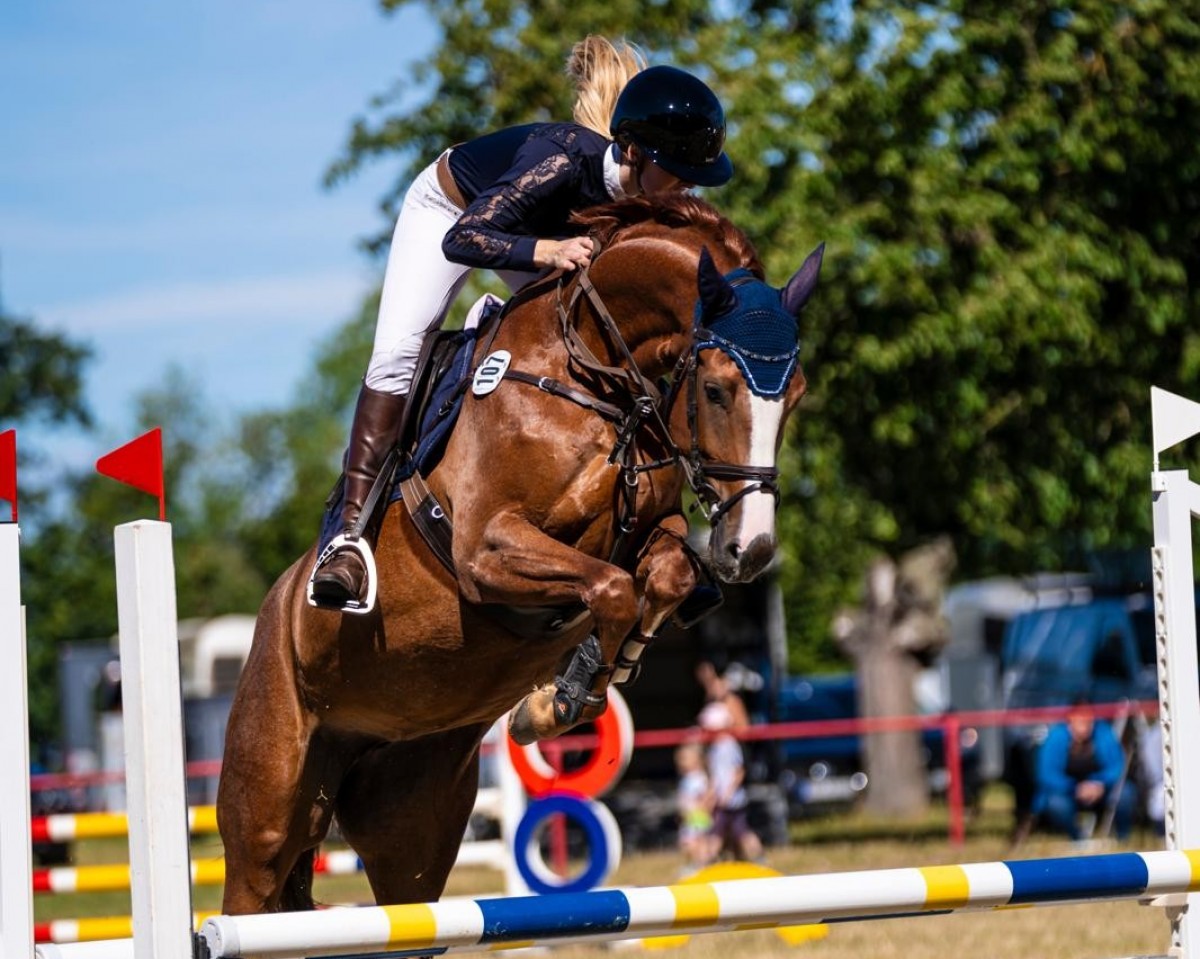jumper Die darf das S (German Sport Horse, 2020, from Quint)