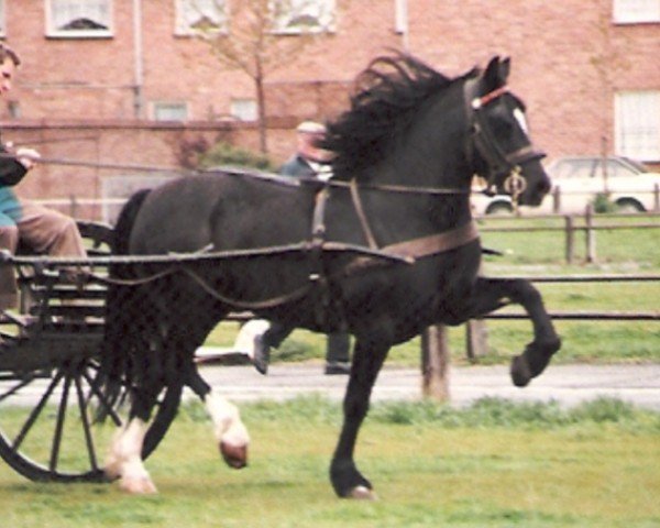 horse Ffald Prince Edward (Welsh-Cob (Sek. D), 1982, from Gwenfo Apollo)