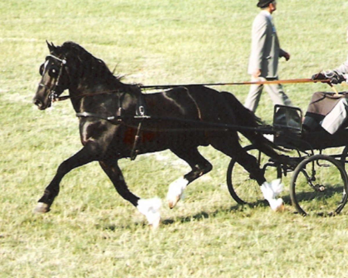horse Gwenfo Apollo (Welsh-Cob (Sek. D), 1978, from Geraint Brynawelon)
