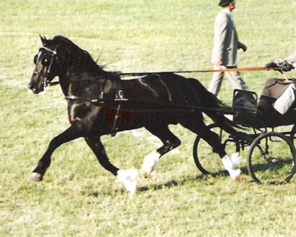 horse Gwenfo Apollo (Welsh-Cob (Sek. D), 1978, from Geraint Brynawelon)