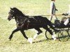 Pferd Gwenfo Apollo (Welsh-Cob (Sek. D), 1978, von Geraint Brynawelon)