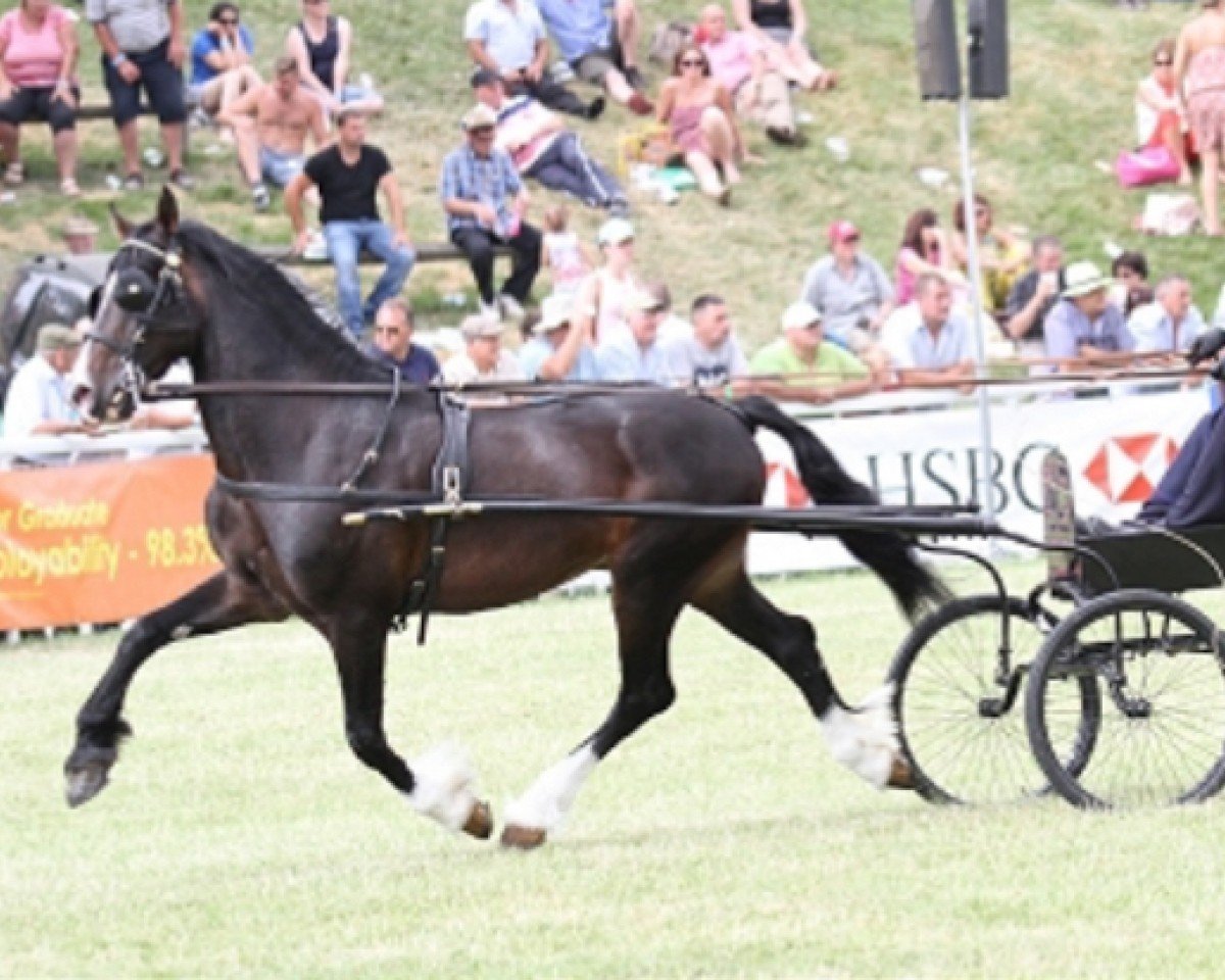 stallion Mitcheltroy Danny-Boy (Welsh-Cob (Sek. D), 1999, from Gwenfo Apollo)
