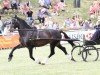 stallion Mitcheltroy Danny-Boy (Welsh-Cob (Sek. D), 1999, from Gwenfo Apollo)