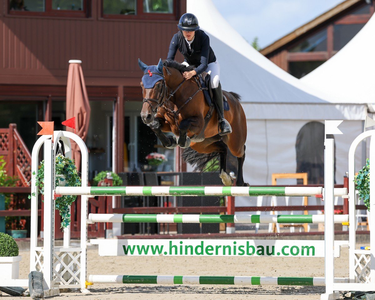 Springpferd Kwietschfidel (Holsteiner, 2017, von Quibery 3)