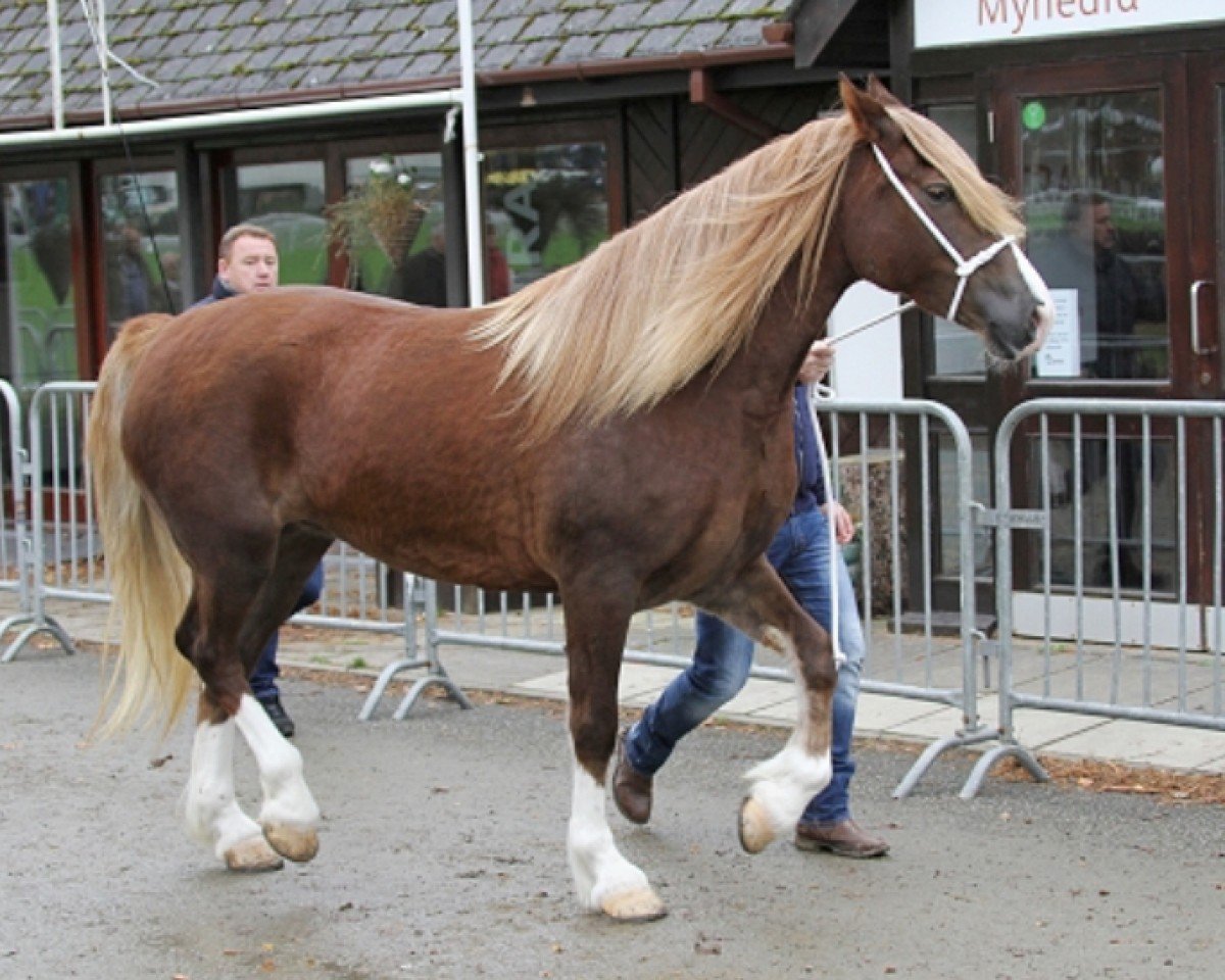 horse Mitcheltroy Real Magic (Welsh-Cob (Sek. D), 2013, from Mitcheltroy Danny-Boy)