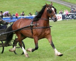 broodmare Cledlyn Sara Mai (Welsh-Cob (Sek. D), 1999, from Gwenllan Sam)