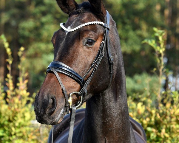 dressage horse Dobby Deluxe 5 (German Sport Horse, 2020, from Dante's Stern)