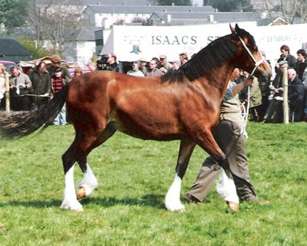 horse Navestock Rosanne (Welsh-Cob (Sek. D), 1987, from Nebo Prince)