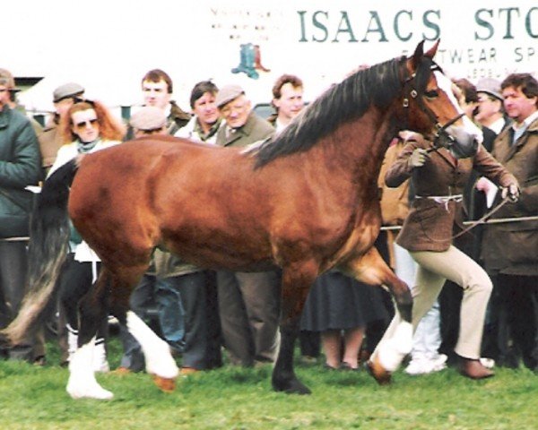 broodmare Penterfelin Bonneddiges (Welsh-Cob (Sek. D), 1988, from Nebo Prince)