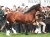 Zuchtstute Penterfelin Bonneddiges (Welsh-Cob (Sek. D), 1988, von Nebo Prince)