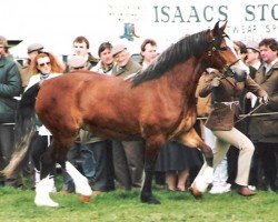 broodmare Penterfelin Bonneddiges (Welsh-Cob (Sek. D), 1988, from Nebo Prince)