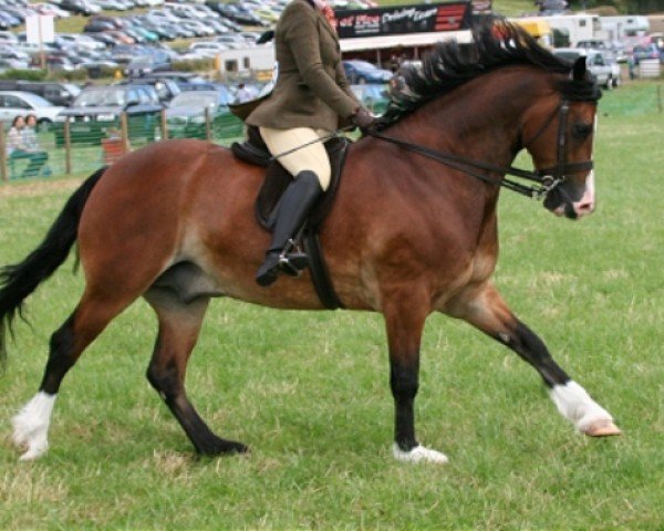 Pferd Pentrefelin Bonnie Prince Charlie (Welsh-Cob (Sek. D), 2003)