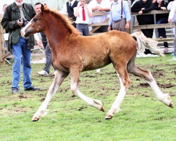 horse Danaway Americano (Welsh-Cob (Sek. D), 2013, from Drogeda Stormy Tempest)