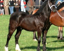 horse Aberlogin Ace of Spades (Welsh-Cob (Sek. D), 2008, from Drogeda Stormy Tempest)