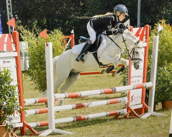 dressage horse Linebrok Music Man II (Welsh mountain pony (SEK.A), 2003, from H-S Original)