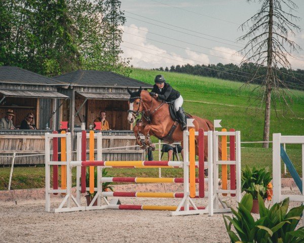 Springpferd Little Prince 2 (Österreichisches Warmblut, 2018, von Libertad FRH)