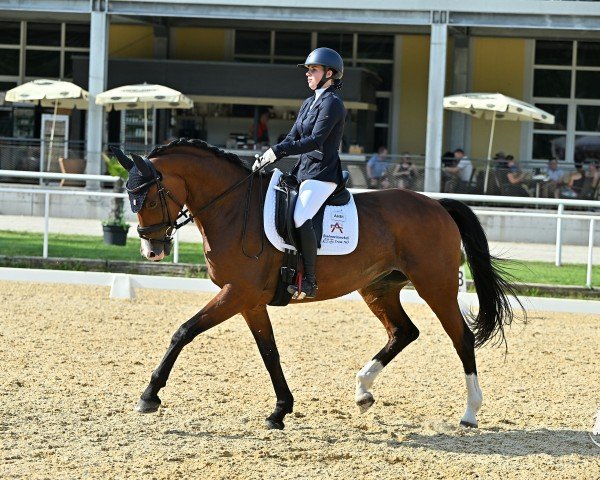 dressage horse Mystic 2 (Austrian Warmblood, 2012, from Ramiro's Bube)