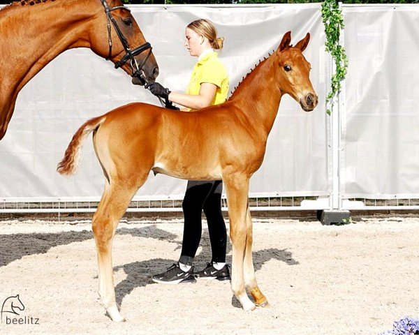 foal by v. For Romance - Gribaldi - Regazzoni (Hanoverian, 2024, from For Romance I)