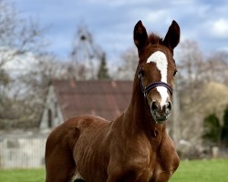 dressage horse De Light (Oldenburg, 2024, from Fuechtels Floriscount OLD)