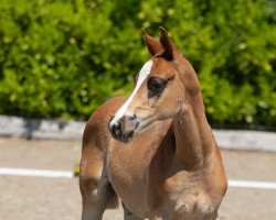 dressage horse Abraxans Glückshans (Trakehner, 2023, from Shapiro 15)