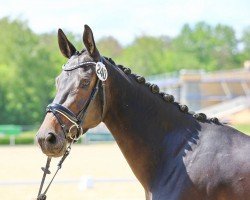 dressage horse Goldgräfin (Trakehner, 2020, from Goldschmidt)