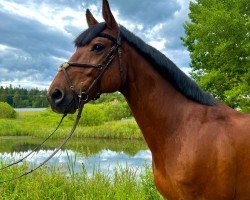 jumper Coco Brown 3 (German Sport Horse, 2015, from Cellestial)