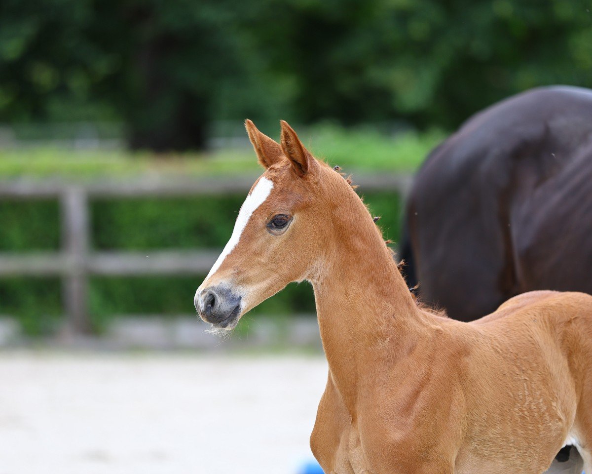 dressage horse Abraxans Ganderio (Trakehner, 2024, from Banderas)