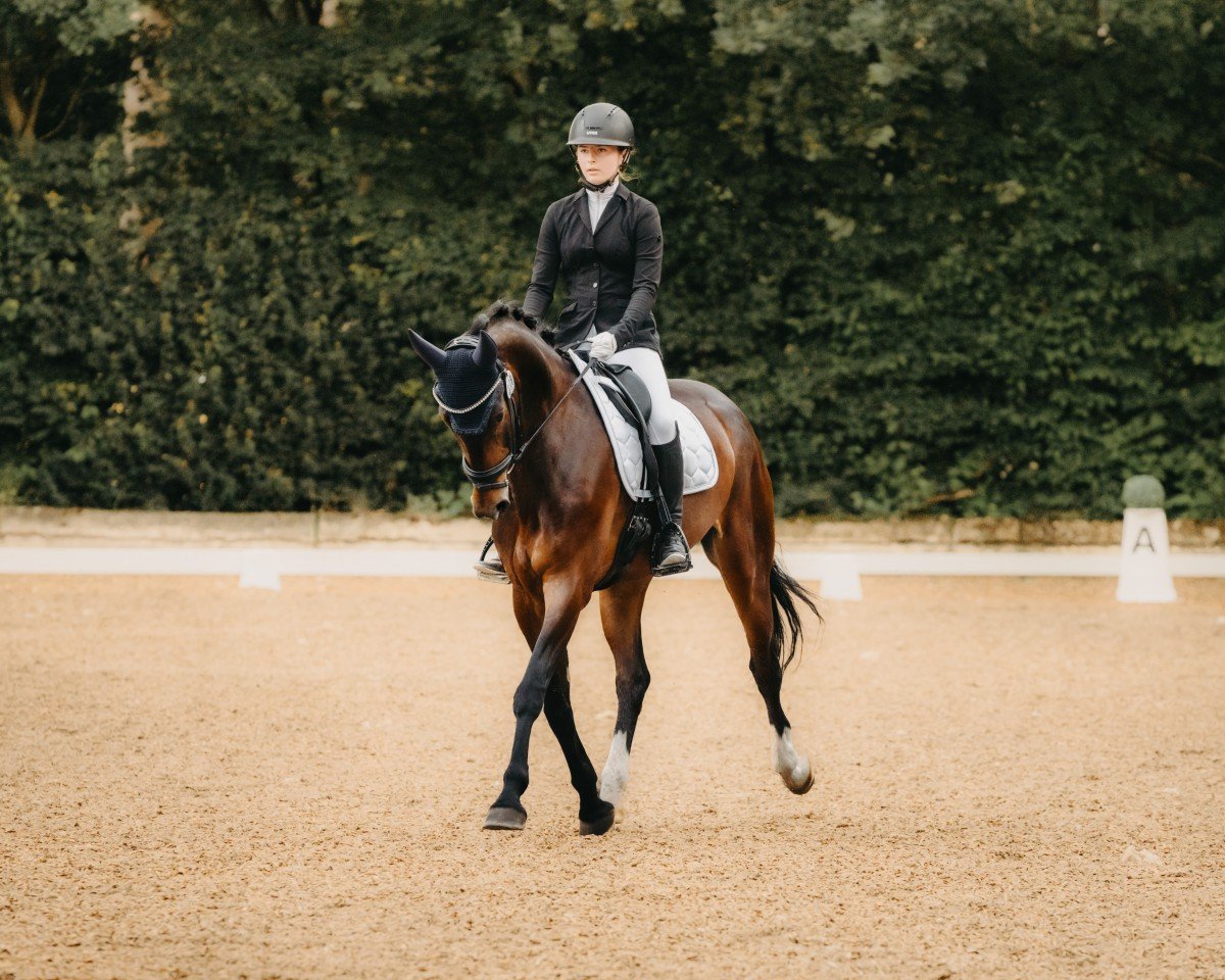 Dressurpferd Malibu 153 (Österreichisches Warmblut, 2018)
