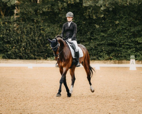 dressage horse Malibu 153 (Austrian Warmblood, 2018)