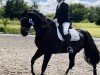 dressage horse Benetton Black (Hanoverian, 2009, from Benetton Dream FRH 1301)