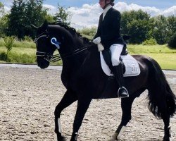 dressage horse Benetton Black (Hanoverian, 2009, from Benetton Dream FRH 1301)